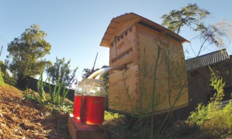 Innovation Honey